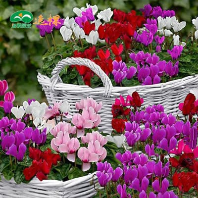Cyclamen Seeds - Indoor balcony or courtyard plants, blooms year-round, easy-bloom potted plants like Begonia and Rabbit Ear Flower.