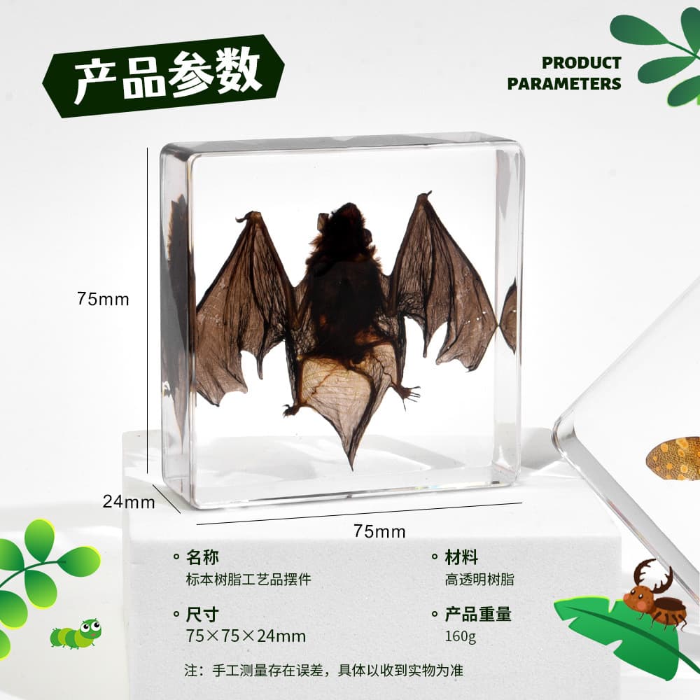 Bat specimen teaching ornaments, hot-selling cross-border foreign trade bookstore, novel gifts, resin handicrafts, student models
