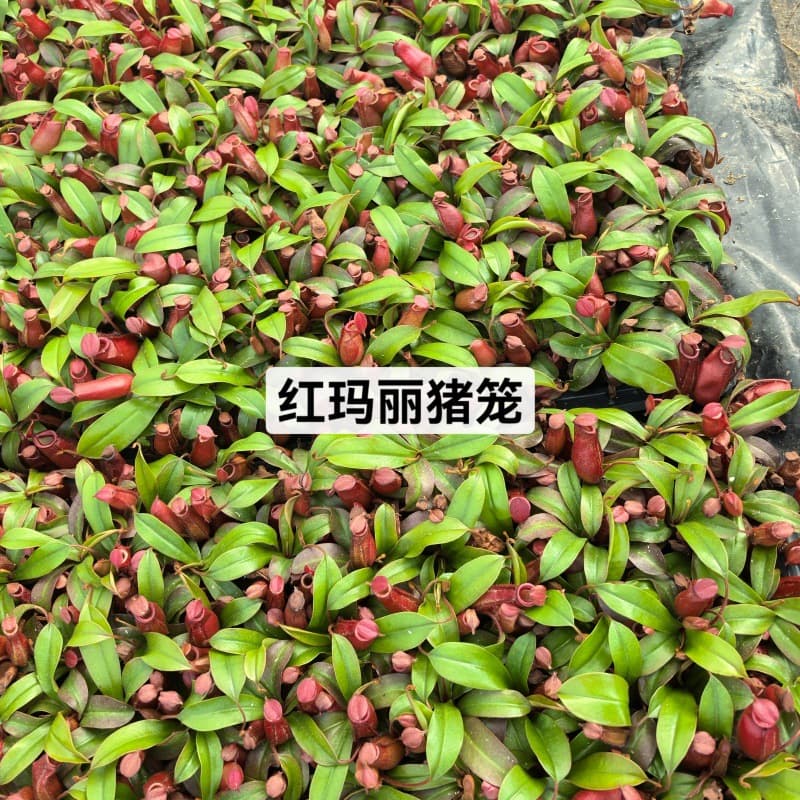 Red Marie Pitcher Plant Carnivorous Plant Fun Succulent Green Plant Small Potted Venus Flytrap Mosquito Repellent Plant Man-Eating Plant Wholesale