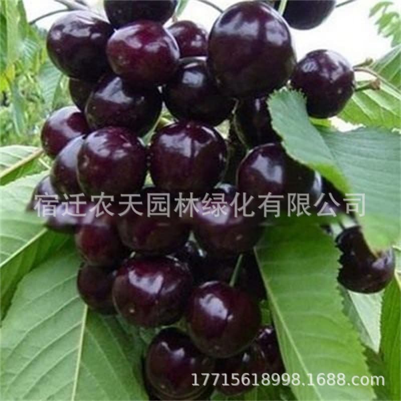 Cherry Tree Seedlings Are Planted in Pots in the South and North, Extra Large Cherry Trees, Cold-Resistant Ground-Planted Courtyard Cherry Tree Seedlings