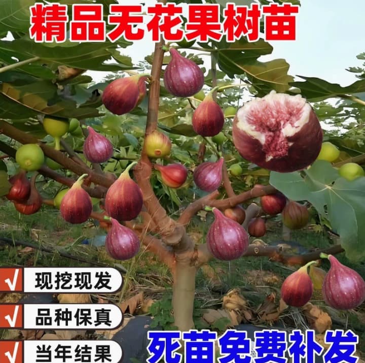 Large fig tree seedlings, potted plants, dwarf figs suitable for all seasons, suitable for gardens, 'Borghi Red' figs, fresh seedlings bearing fruit in the same year.