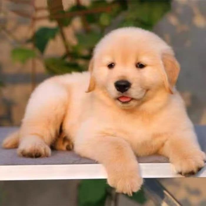 Purebred Golden Retriever Puppy, Golden Retriever Guide Dog, Working Retriever, Guard Dog, Pet Puppy, Large Breed