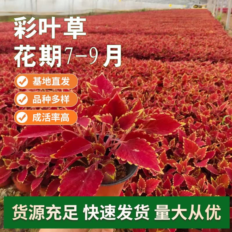 Wholesale Nursery Coleus Bicolor Cup Seasonal Multicolor Indoor Balcony Flame Five-Color Grass