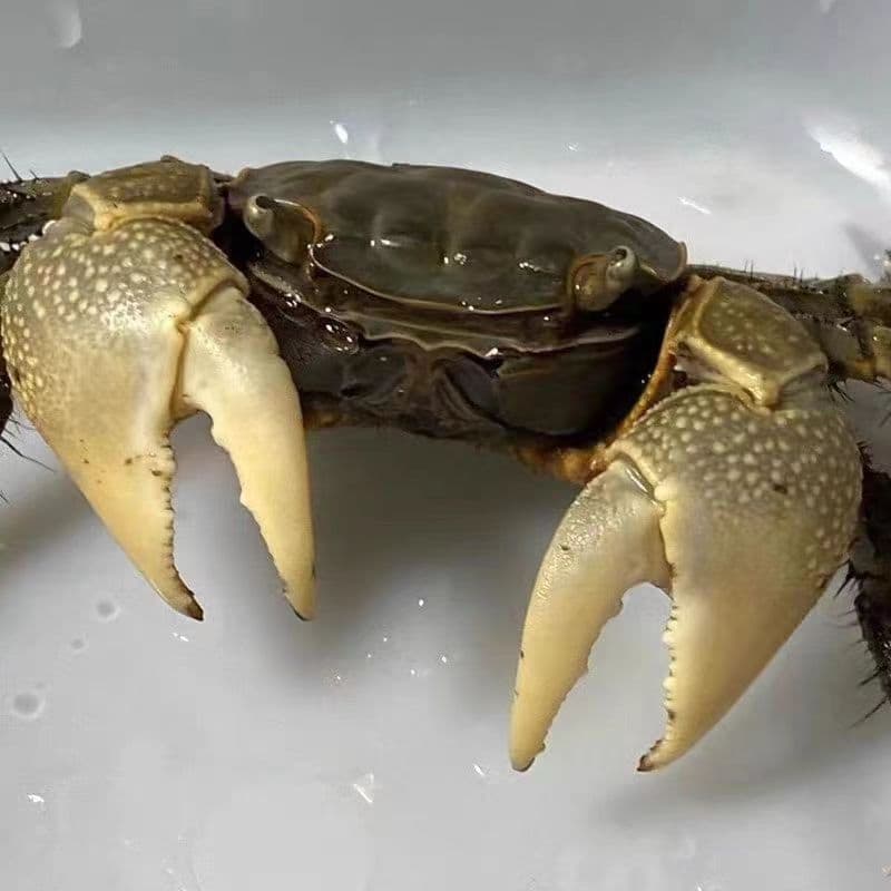 Small crab, general crab, pet crab, mini live chili crab, good for fish tank, aquarium crab wholesale and stall