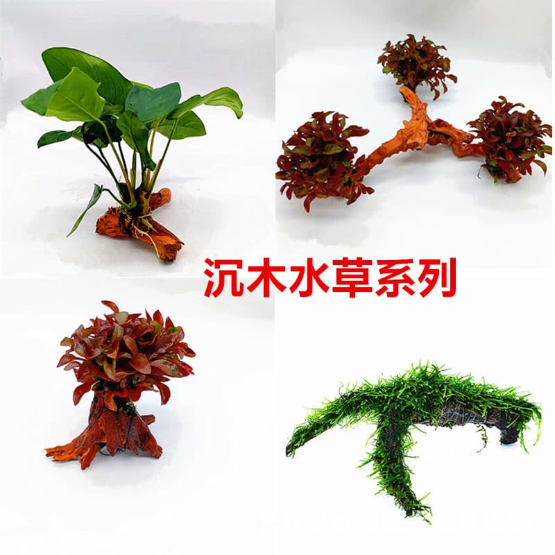 Sunken wood series aquatic plants, sunken wood, water ficus, Moss sunken wood, red wave, lilac, fish tank landscaping, lazy grass living plant