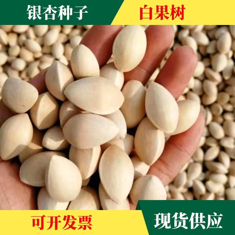 Wholesale Ginkgo Tree Seeds, Gingko Seeds, Colorful Tree Seeds, Landscaping Tree Seeds, Arbor Seeds
