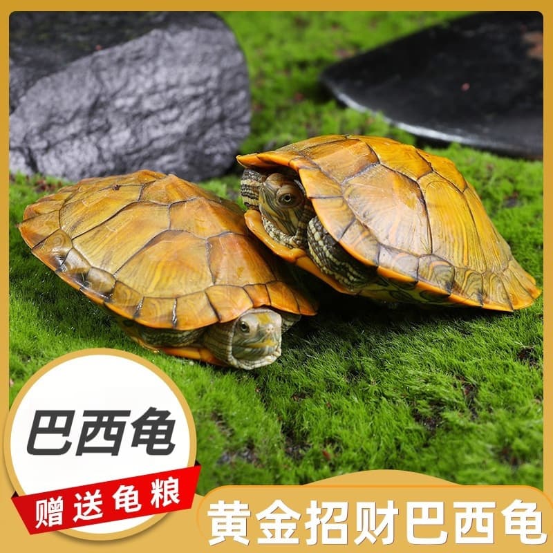 Factory wholesale Brazilian turtle small turtle live ornamental pet turtle large turtle water turtle red-eared slider golden Brazilian turtle
