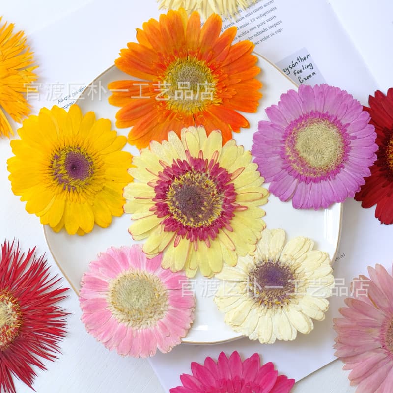 Gerbera pressed dried flower specimen for epoxy resin DIY, real flower, large size