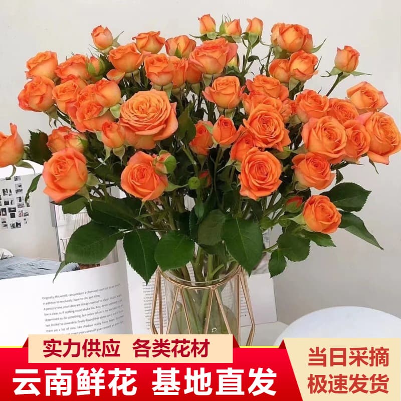 Yunnan Kunming Multi-Head Rose Fresh Flowers Wholesale Garden Rose Direct Supply from Base Water-Raising Flowers for Wedding Flower Shops