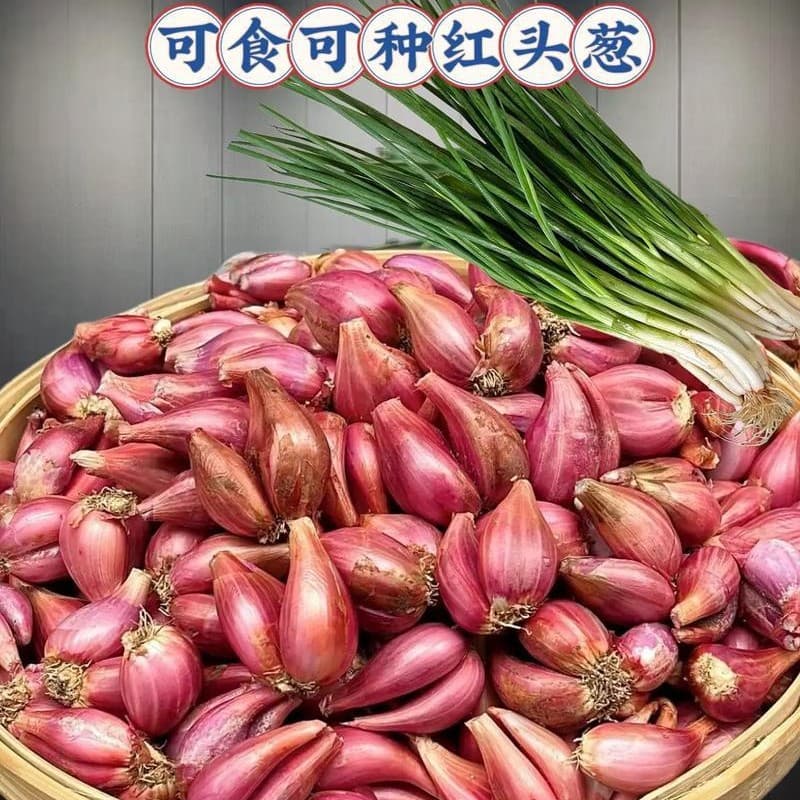 Small shallot bulbs, authentic fire onion seed bulbs, onion bulbs for four-season planting, edible and plantable, for shallot oil, purple-skinned onion bulbs