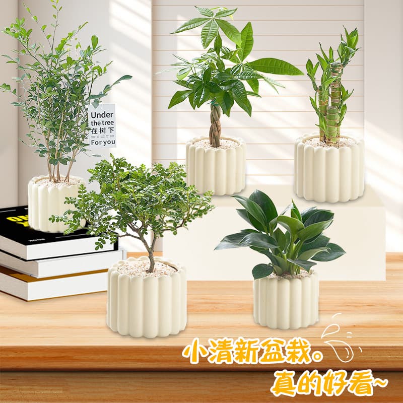 Office desktop, indoor green plants, small potted plants, cream-style ornaments, indoor formaldehyde removal, air purification, suitable for all seasons