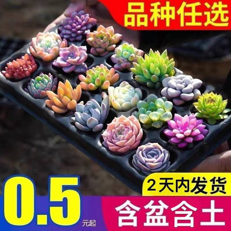 Assorted Potted Succulents - Fresh and Cute, Comes with Pot, Easy to Care for Beginners, Great Gift, Succulent Wholesale