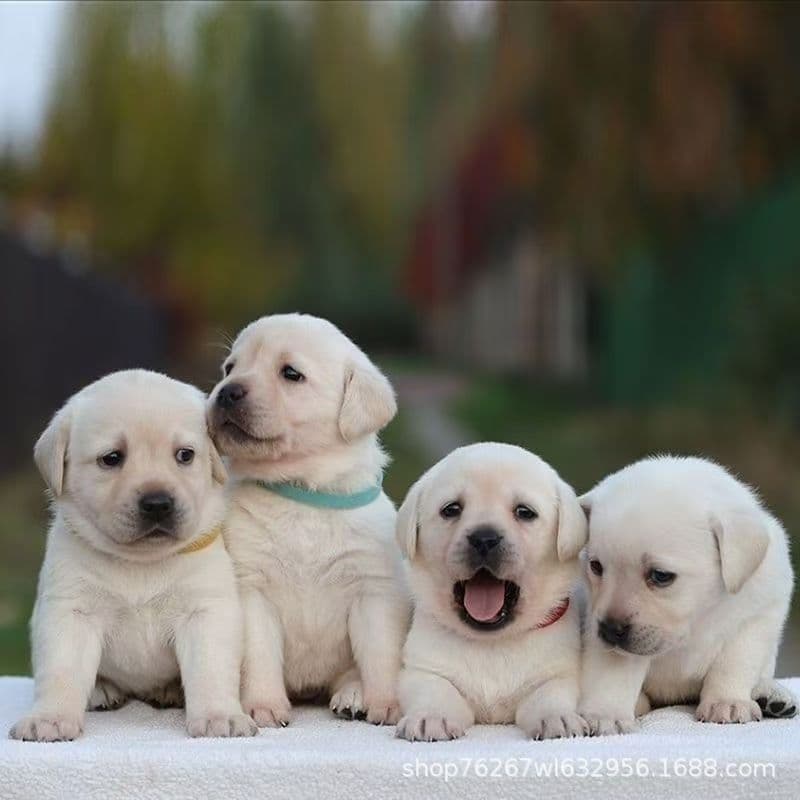 Wholesale purebred Labrador Retriever puppies live dogs guide dog retrieving pet dog