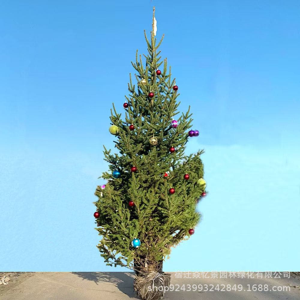 Real Christmas Tree Potted Live Norwegian Spruce Real Christmas Tree Pine Noble Fir