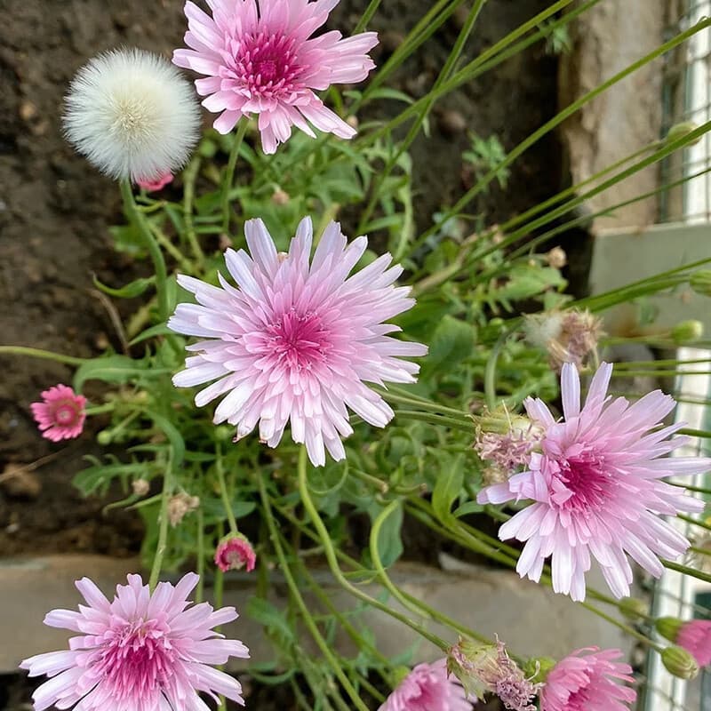 [Cross-border Supply] Peach Thousand Dandelion Seeds Ornamental Pink Crepidiastrum Chrysanthemum Seeds Garden
