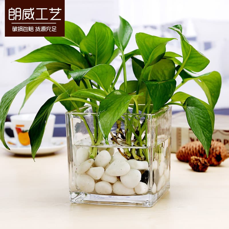 Wholesale transparent hydroponic glass square tank vase hydroponic green radish succulent desktop ornaments simple square fish tank vase