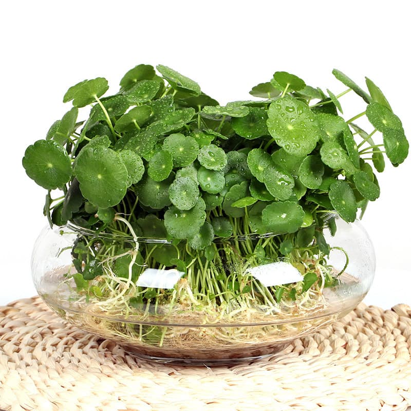Easy-to-Grow Pennywort Hydroponic Potted Plant, Small Green Plant for Office Desk, Water-Grown Money Grass Seeds