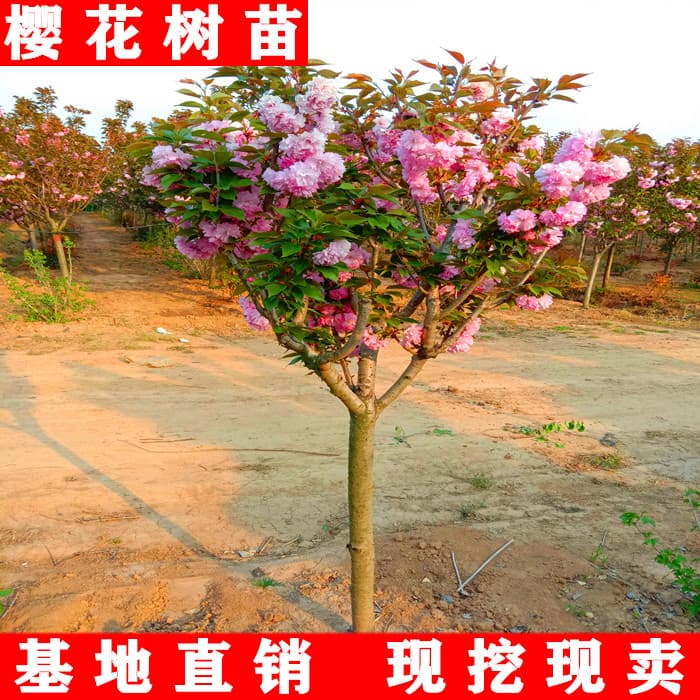 Authentic Japanese Cherry Blossom Saplings for Northern and Southern Courtyards, Potted or Ground Planting, Ornamental Trees for Garden Landscaping