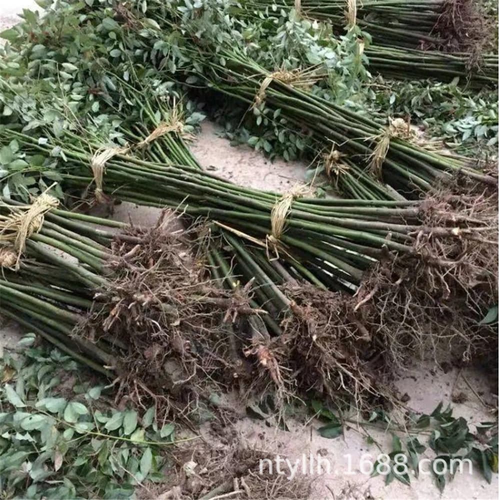 Camphor Tree Sapling Large and Small Leaf Camphor Sapling Mosquito Repellent Camphor Tree Sapling Suitable for North and South Planting Evergreen Tree Sapling