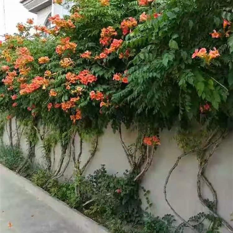 Wholesale Supply of American Trumpet Vine Seedlings, Climbing Flowering Vine, Complete Specifications for Courtyard Climbing Plants