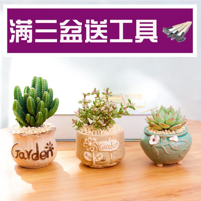 Succulent Small Potted Plant with Pot Desktop Mini Green Plant Indoor Succulent Large Flower Cactus