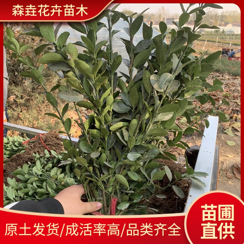 Euonymus japonicus Seedlings, Hedge Fence Seedlings, Evergreen Courtyard Greening Seedlings, Small-leaved Euonymus Holly Tree Seedlings