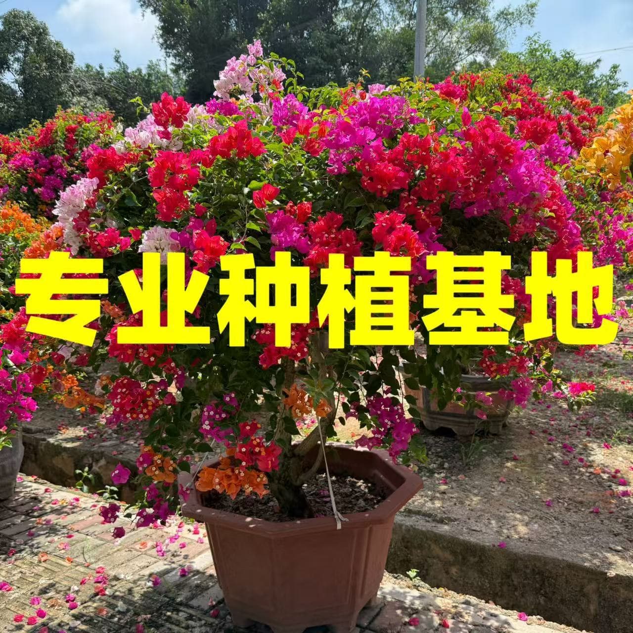 Bougainvillea Ball Red Bougainvillea Wholesale, Shaped Purple Bougainvillea Bonsai, Multicolor Thai Five-Sparrow Bougainvillea