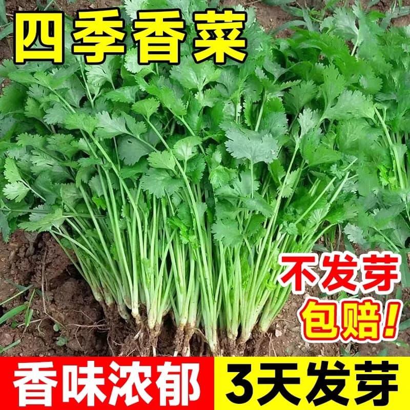 Complete collection of coriander seeds, farm potted seedlings, large-leaf coriander seeds, edible coriander seeds, vegetable seeds, seeds for all seasons