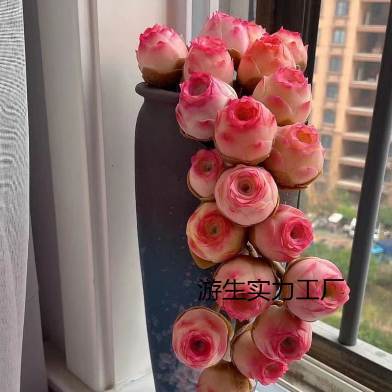 Mountain Rose Succulent Peach Egg Rose Potted Plant Mountain Wine Glass Rose Small Potted Summer Color-Changing Succulent