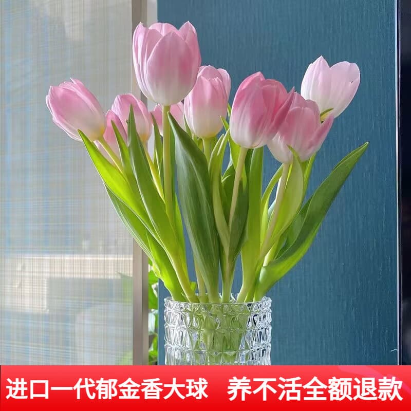 Imported Tulip Bulbs with Buds 5-Degree Balls Hydroponic Soil Flower Indoor Potted Plants Flowering Seeds Cold-Resistant