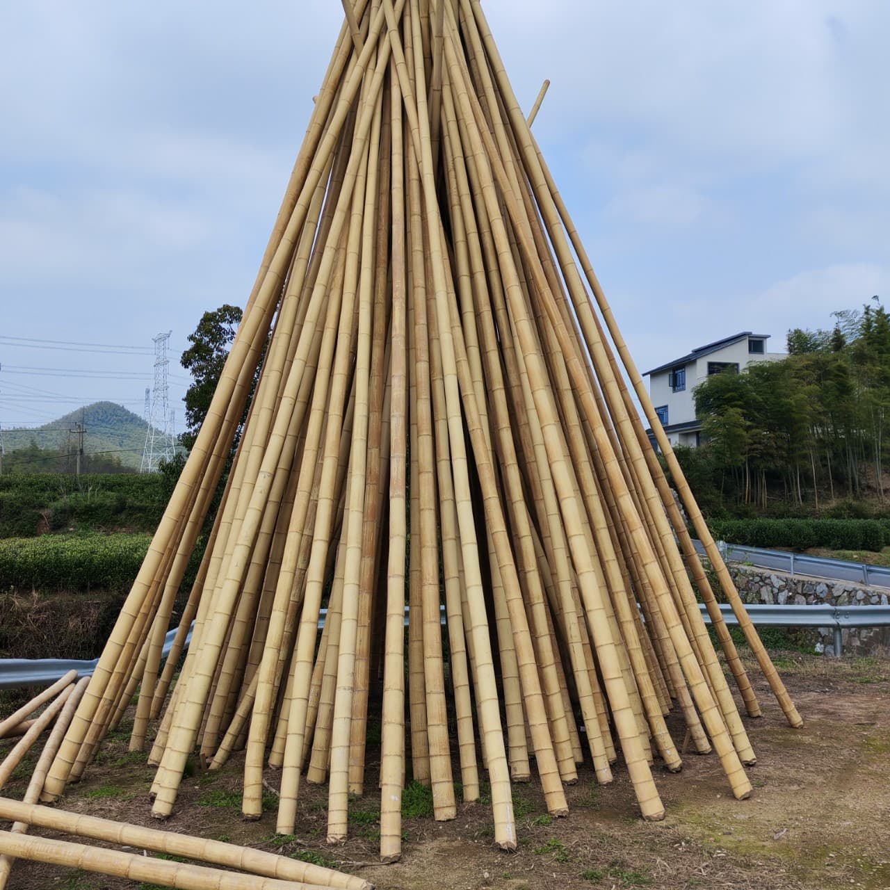 Factory Direct Outdoor Bamboo Poles: Mao Bamboo, Nan Bamboo, White Bamboo, Yellow Dry Bamboo, Purple Bamboo, Bamboo Tubes, Bamboo Crafts, Bamboo Water Troughs