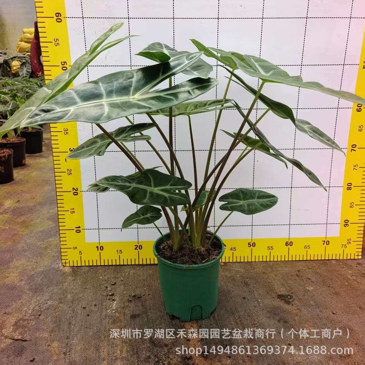 Silver-Veined Arrow Leaf Alocasia Alocasia longiloba Internet Celebrity Foliage Plant Fairy Alocasia Potted Plant