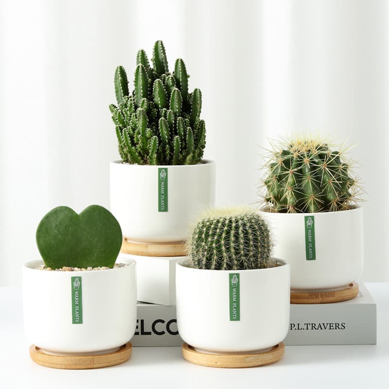 Golden Crown, Golden Barrel, Golden Tiger Cactus, Indoor Potted Plant, Office Balcony Succulent, Easy to Grow Flower