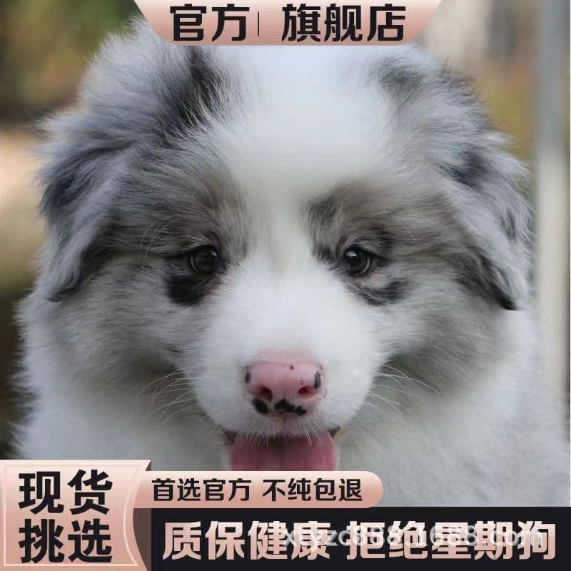 Purebred Border Collie Puppies Show Bloodline Merle Border Collie Seven White Three Pass Black White Border Collie Gold Border Collie Pet Dog