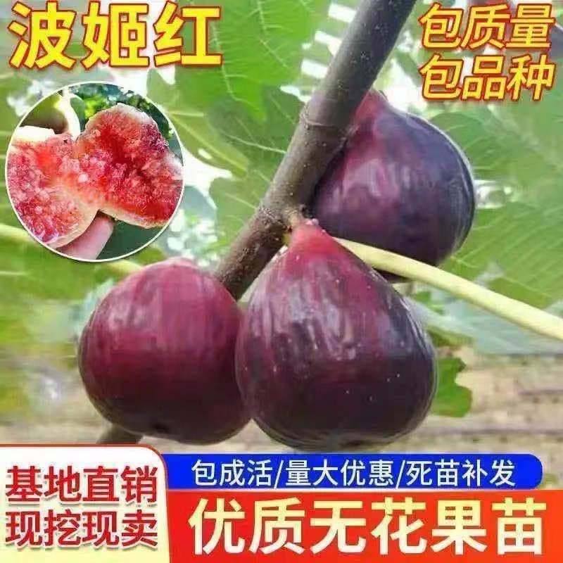Fig Tree Seedling, Fruit Tree Sapling, Bears Fruit in the Same Year, Grafted, Ground or Potted Fig Tree Sapling