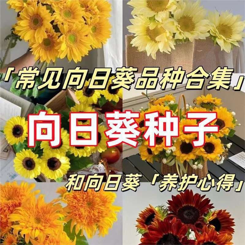 Dwarf sunflower seeds, multiple colors, short stem, edible sunflower seeds for oil, green plants, potted ornamental flower seeds