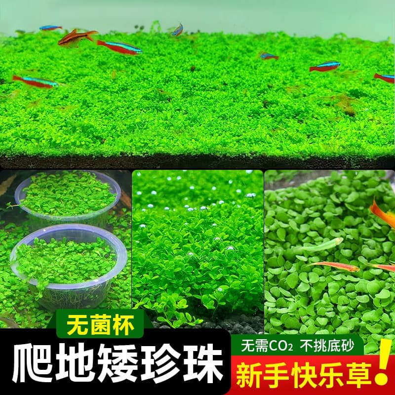 Sterile cup crawling dwarf pearl aquatic grass lying on the ground dwarf negative foreground grass carp tank landscaping special lawn Japanese dwarf