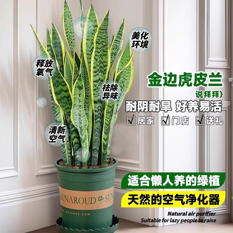 Golden-edged Sansevieria Potted Plant Succulent Hydroponic Green Plant Indoor Easy Care Office Evergreen Snake Plant