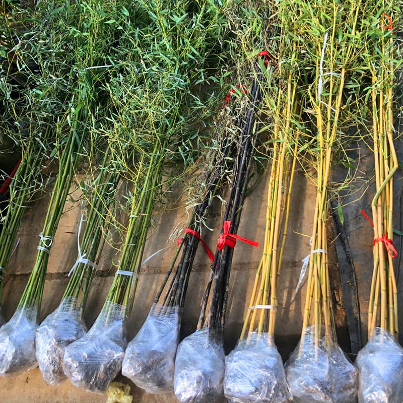 Four-season evergreen garden bamboo plants: Black bamboo, Buddha bamboo, Moso bamboo, cold-hardy potted and ground-planted bamboo seedlings