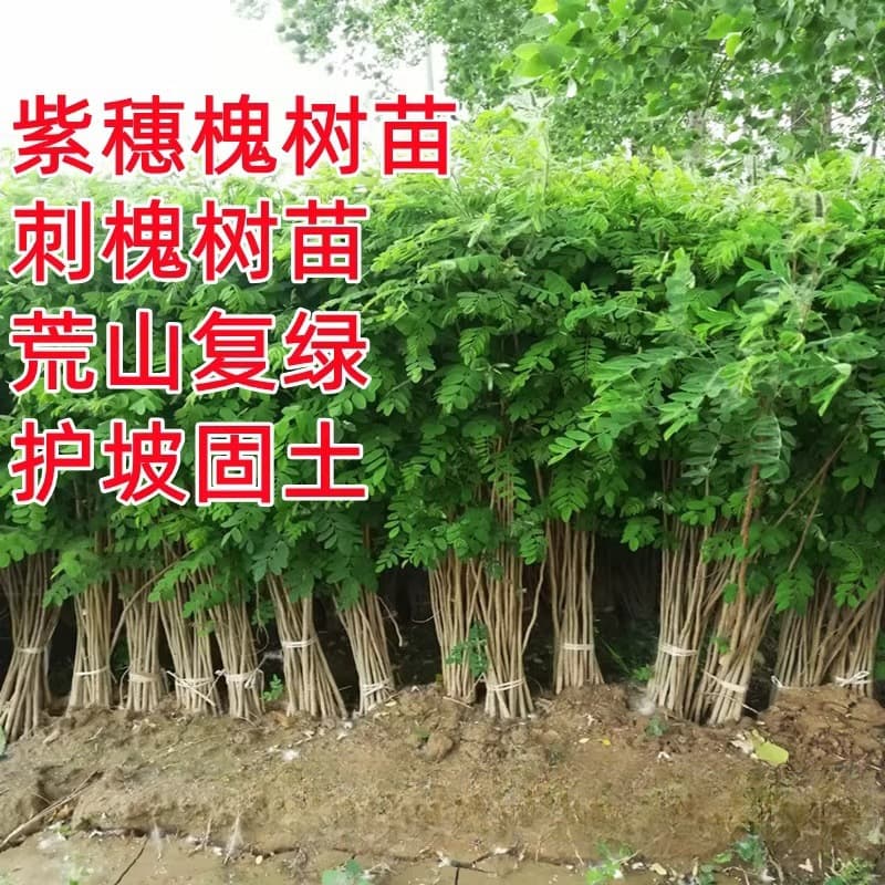 Acacia saplings, sand-proof, sand-fixing and slope-protecting shrubs, Chinese locust saplings, black locust saplings, cold-resistant and drought-resistant, soil-fixing greening seedlings