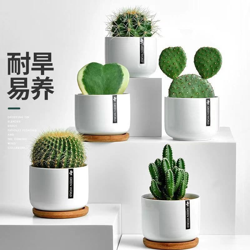 Cactus and succulent potted plants for computer desktop, office greenery, easy to care for