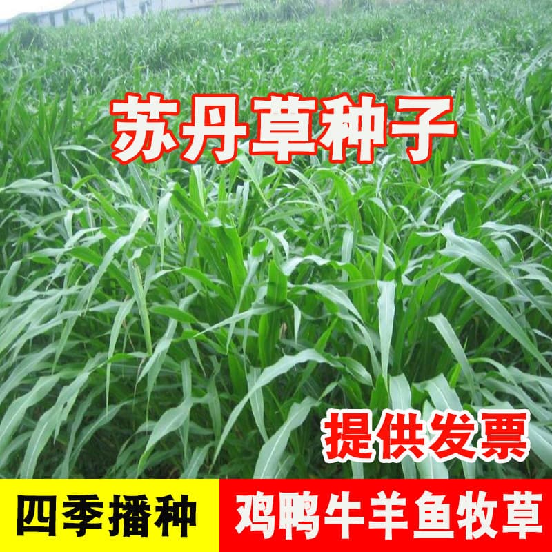 Perennial ryegrass seeds Sudan grass pasture feeds fish, pigs, cattle, sheep, chickens, ducks and geese, high-yielding high-dan grass seeds in all seasons