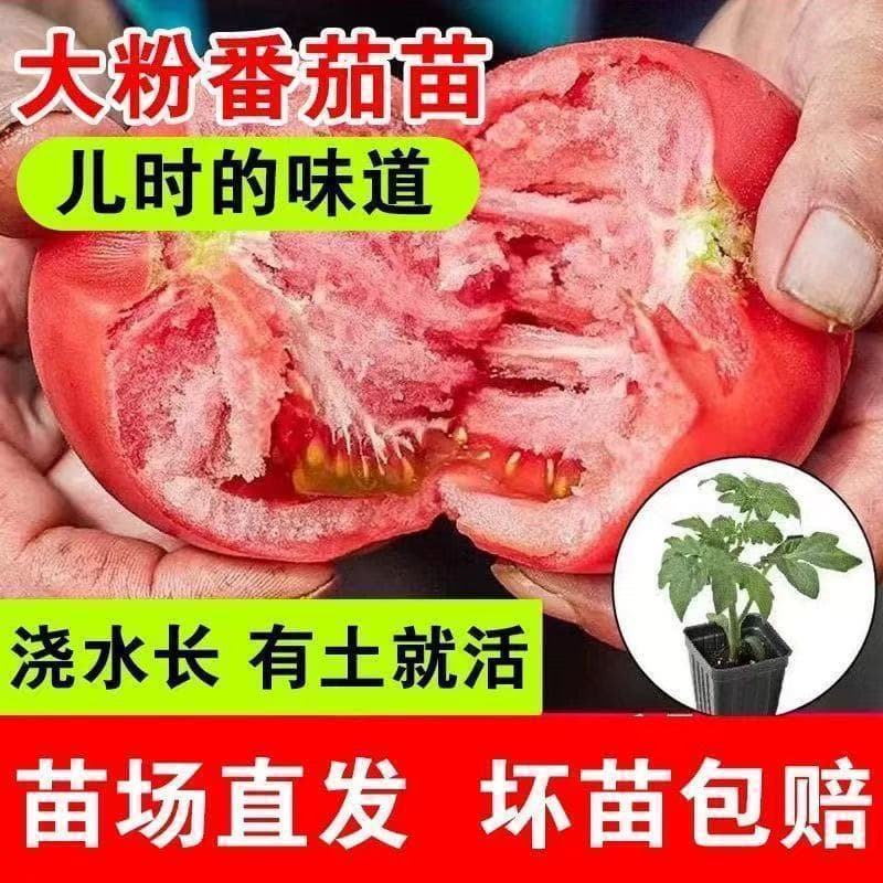 Big Red and Pink Tomato Seedlings, Sandy Flesh, Heirloom Variety, Four-Season Tomato Plants, Large Fruit