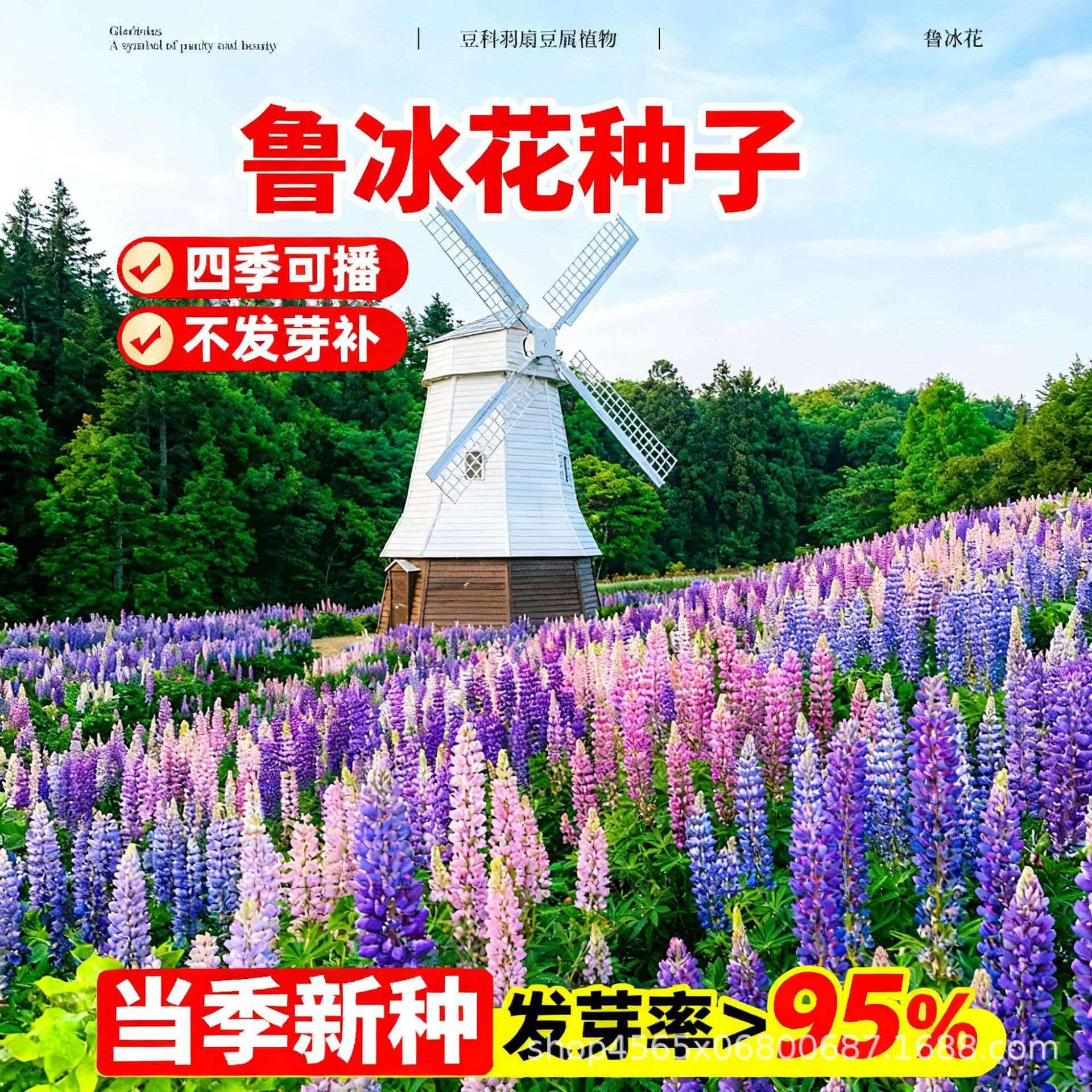 Lupine Seeds, Easy to Sow in All Seasons, Lupinus Seeds for Indoor and Outdoor Garden Potted Plants