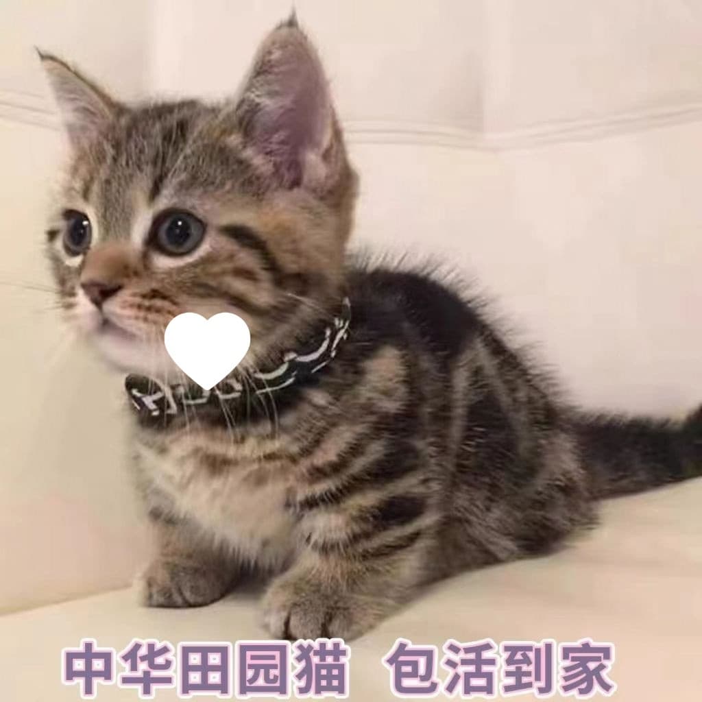 Chinese Domestic Cat: Solid Black, White, Orange, Tabby, Calico, Cow Cat, Tortoiseshell, Live Cat Pet