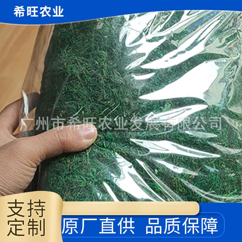 Flowerpot lining with dried moss; Guangzhou moss plants; landscape green moss turf.