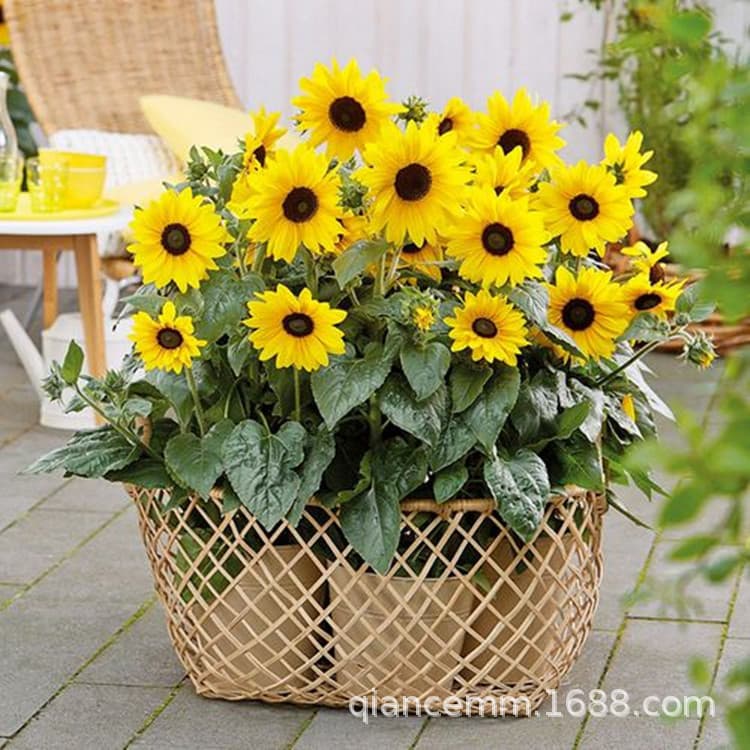 Ornamental and Edible Sunflower Seeds - Teddy Bear Multi-Head Purple Sunflower Seeds for Home Gardening and Landscaping