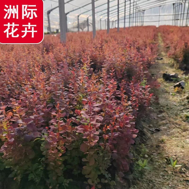 Red Leaf Berberis, Purple Leaf Berberis Seedlings, Community Park Garden Road Hedge, Fence Wall