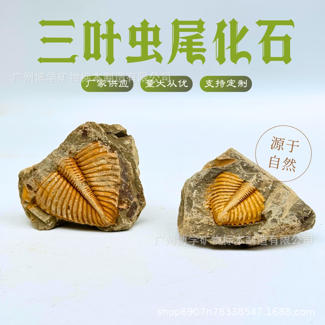 Natural Fossil Teaching Insect Raw Stones Science Trilobite Tails Paleontological Fossil Animal and Plant Raw Specimen Wholesale