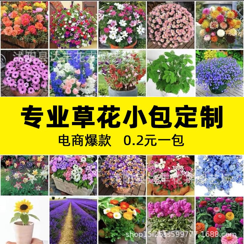 [Best e-commerce product] Manufacturer wholesales various flower seeds for sowing potted balcony garden flower seeds in all seasons